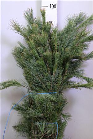 <h4>Pinus Strobus Bs</h4>