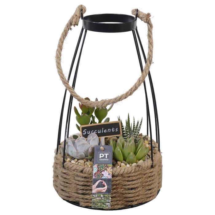 <h4>Arr.  Succulents H%</h4>