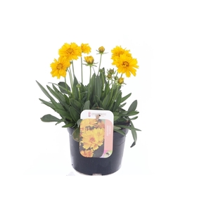 Coreopsis grand. Early Sunrise
