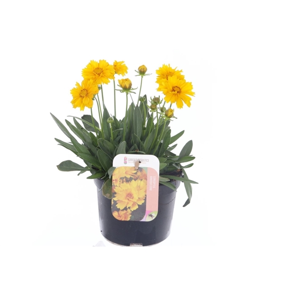 <h4>Coreopsis grand. Early Sunrise</h4>