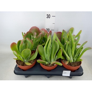 Kalanchoe NF   ...