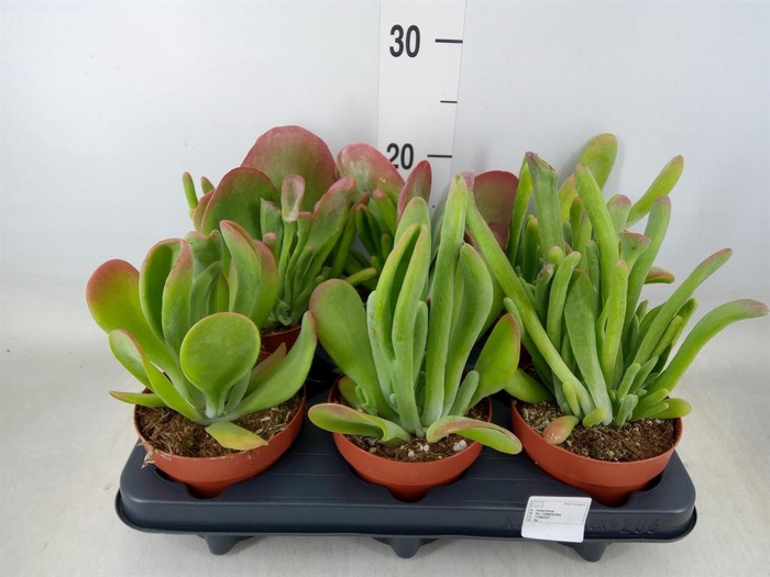 <h4>Kalanchoe NF   ...</h4>