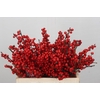 Ilex Verticillata Red