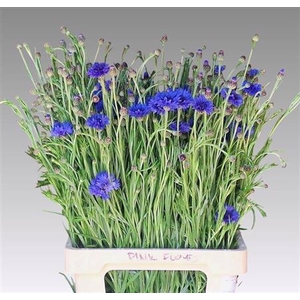 Centaurea Cyanus