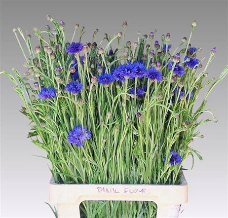 <h4>Centaurea Cyanus</h4>