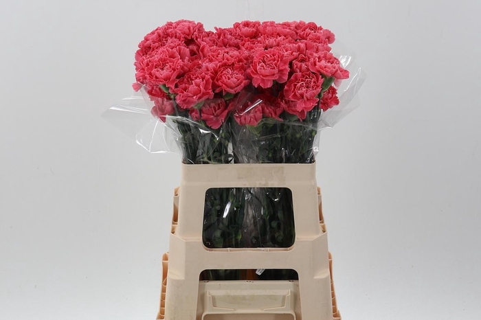 <h4>Di St Cl Tommy Minami</h4>