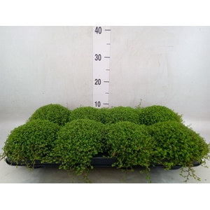 Soleirolia soleirolii   ...green