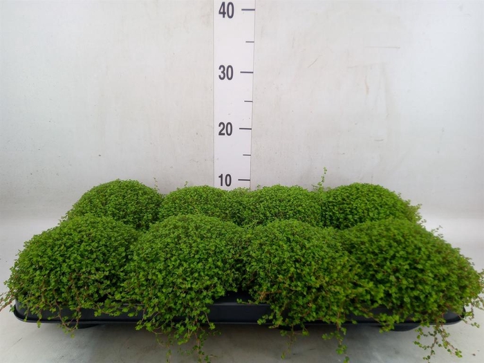<h4>Soleirolia soleirolii   ...green</h4>