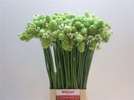 <h4>Ornit Saundersiae</h4>