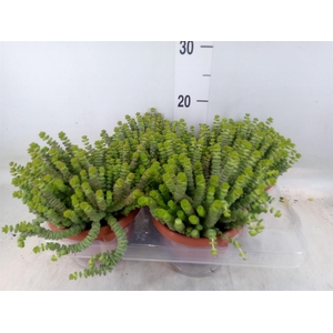Crassula marnieriana