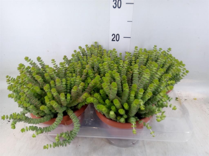 <h4>Crassula marnieriana</h4>