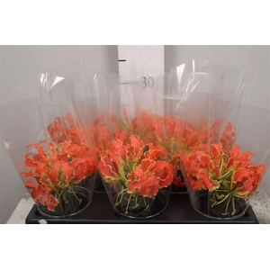 Gloriosa Exot Orange Short