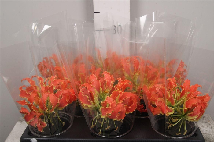 <h4>Gloriosa Exot Orange Short</h4>