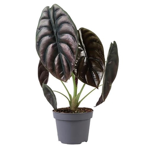 ALOCASIA CUPREA P12 CUPREA RED