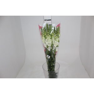 B. DE L MONACO WHITE 070 CM
