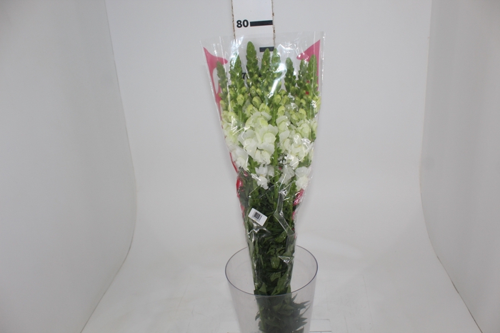 <h4>B. DE L MONACO WHITE 070 CM</h4>
