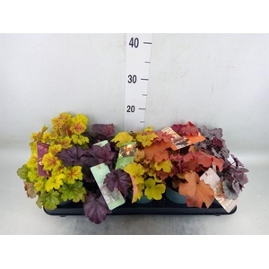 Heuchera  'Indian Summer'   ...mix