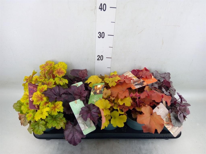 <h4>Heuchera  'Indian Summer'   ...mix</h4>
