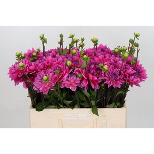 Dahlia Onesta