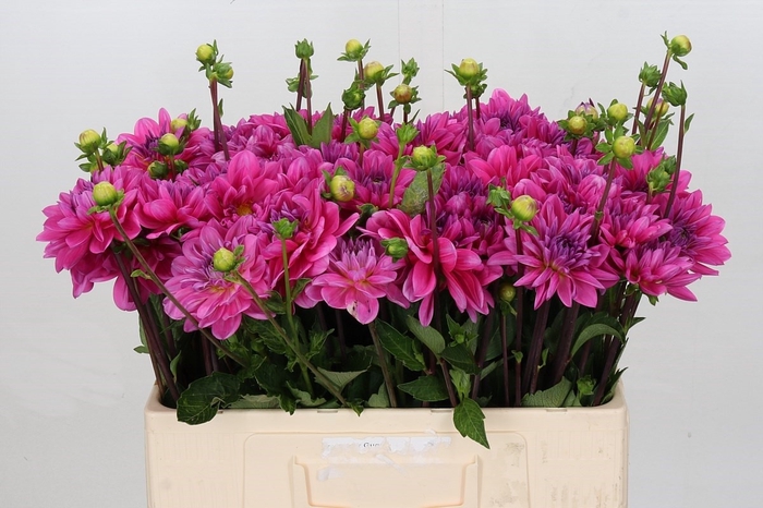 <h4>Dahlia Onesta</h4>