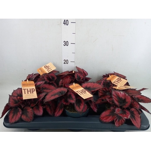 Begonia BD 'MagicColours Etna'