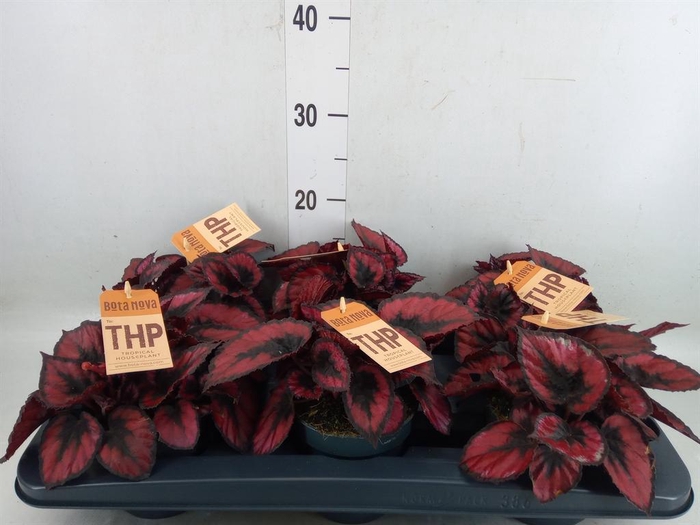 <h4>Begonia BD 'MagicColours Etna'</h4>