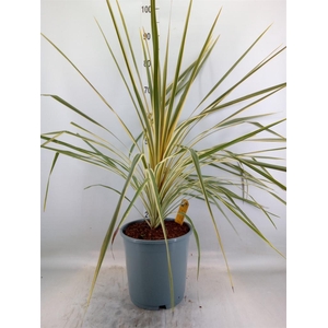 Cordyline austr. 'Variegata'