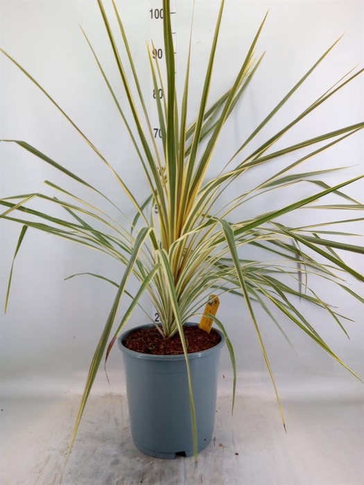 <h4>Cordyline austr. 'Variegata'</h4>