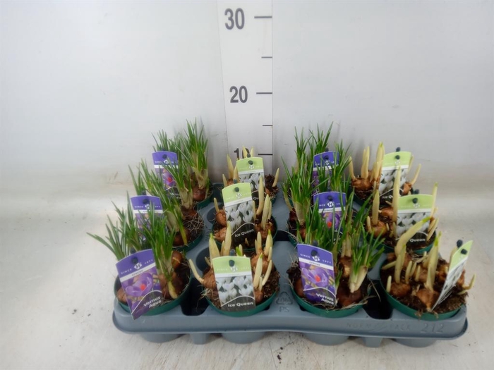 <h4>Crocus   ...mix</h4>