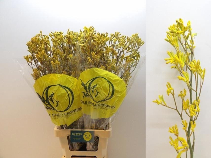 <h4>ANIGOZANTHOS  'YELLOW GEM'</h4>