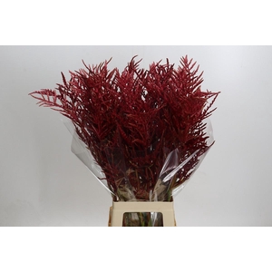 Bromelia Red Paloma