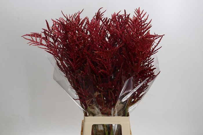 <h4>Bromelia Red Paloma</h4>