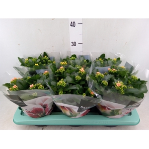 Kalanchoe blos. 'Tiger Single' .mix