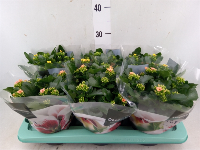 <h4>Kalanchoe blos. 'Tiger Single' .mix</h4>