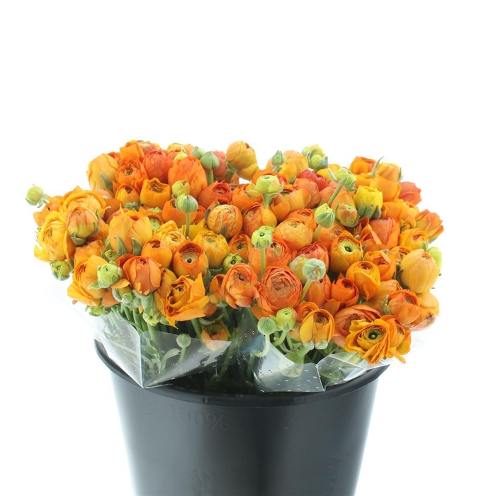 <h4>Ran El Sr Orange Extra</h4>