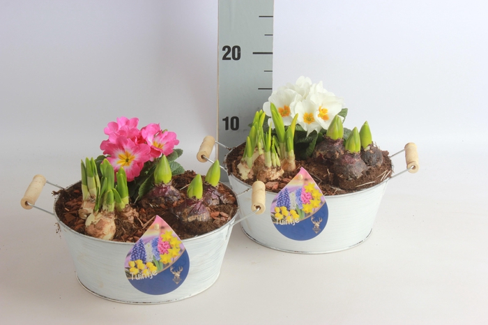 <h4>ARR TUINPLANTEN</h4>