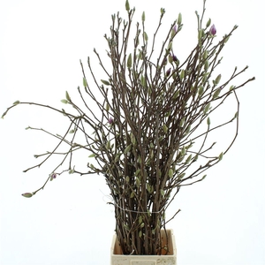 MAGNOLIA GRANDIFLORA