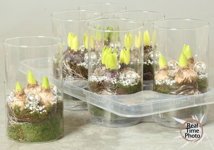 <h4>ARR HYACINTH</h4>