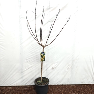 Campsis x tagliabuana