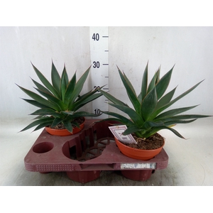 Agave  'Shaka Zulu'