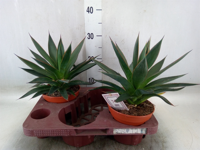 <h4>Agave  'Shaka Zulu'</h4>