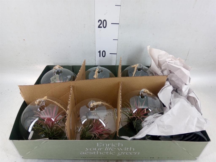 <h4>Arr.  Tillandsia L%</h4>