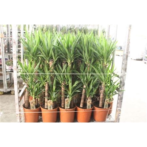 Yucca 75-45-20 Cm