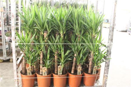 <h4>Yucca 75-45-20 Cm</h4>