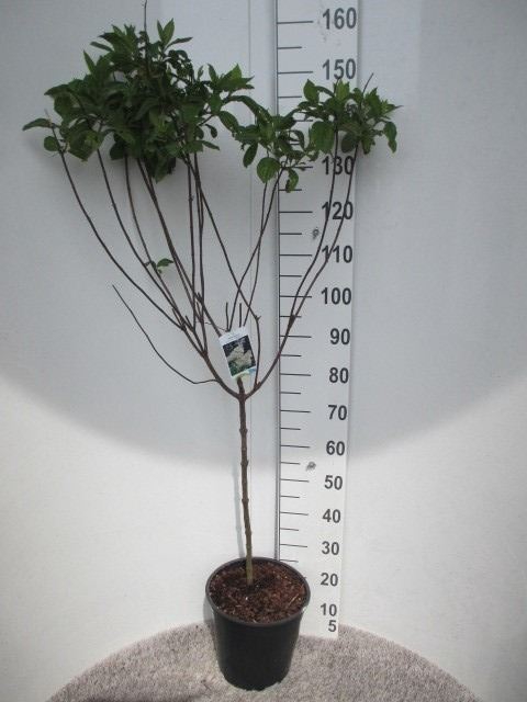 Hydrangea pani. Grandiflora