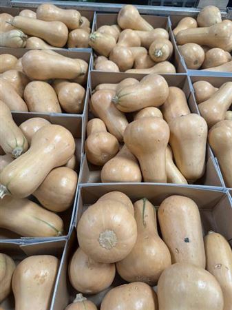 <h4>Sierfruit Pompoen Cucurbita</h4>