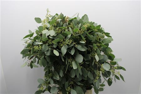 <h4>Euc Populus Blad</h4>