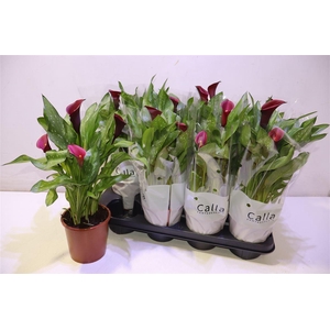 arr8 Zant Royal Valentine