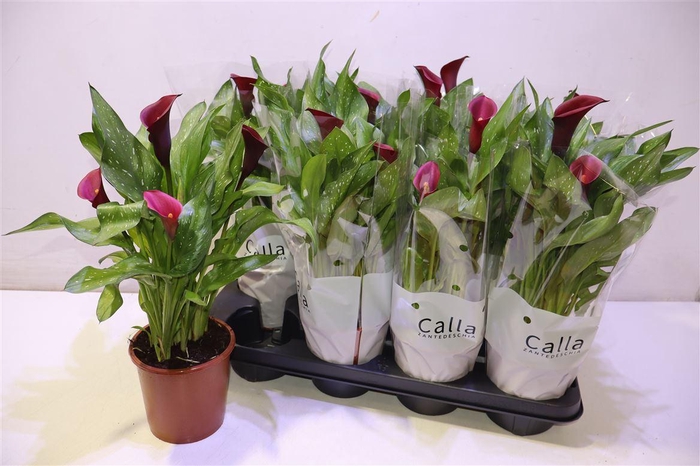 <h4>arr8 Zant Royal Valentine</h4>