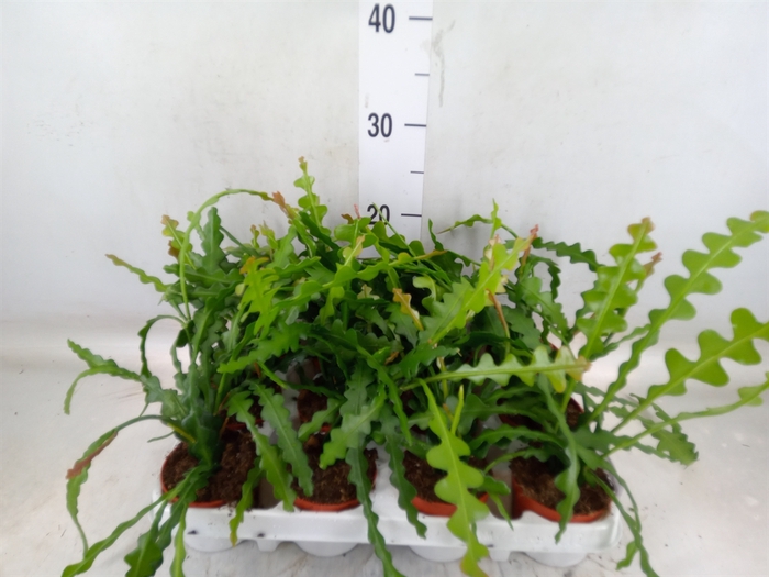 <h4>Epiphyllum anguliger</h4>